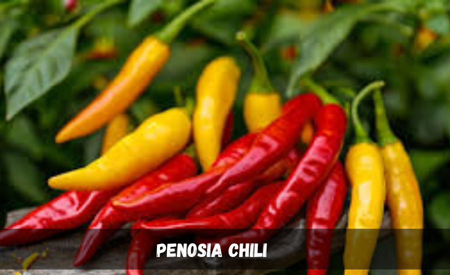 The Future Of Penosia Chili in Global Cooking